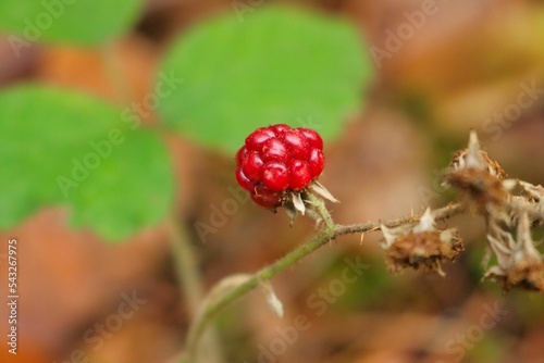 Macro shot of a tiny raspberry growing on a branch