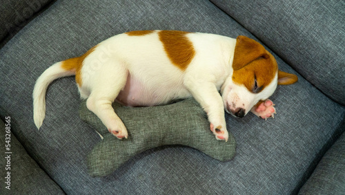 Puppy jack russell terrier sleeping