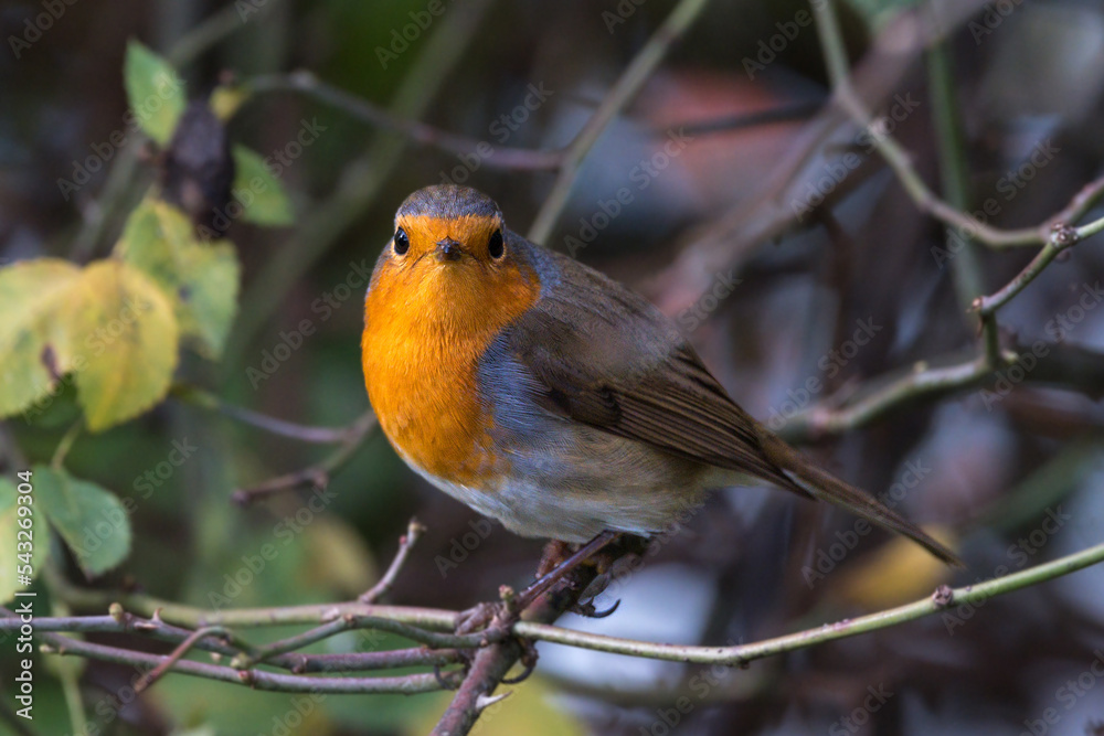 Ein Rotkehlchen Vogel sitzt auf einem Ast im Gebüsch und schaut direkt in die Kamera Ein Rotkehlchen Vogel sitzt auf einem Ast im Gebüsch und schaut direkt in die Kamera