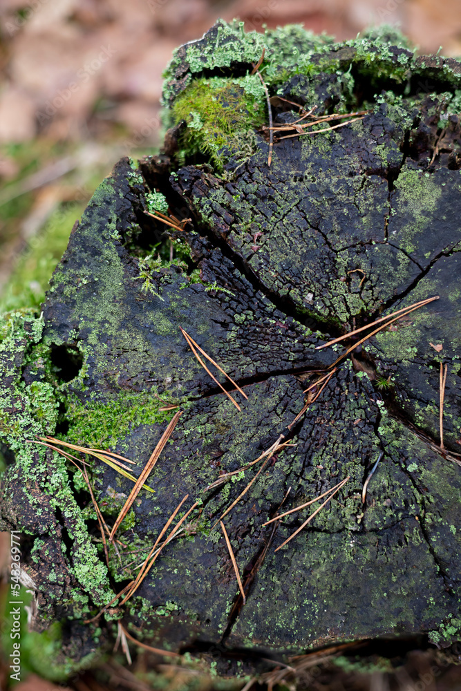 Forest old tree stump texture with green moss close up 