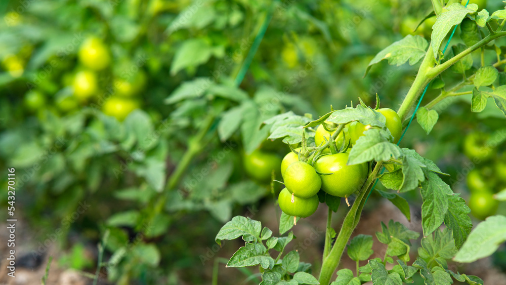 Tomato plants in greenhouse Green tomatoes plantation. Organic farming, young tomato cluster plants growth in greenhouse. 