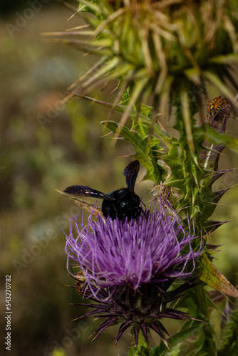 bee on a flower