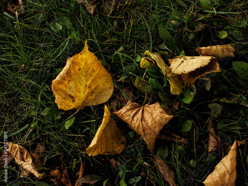 fallen autumn leaves