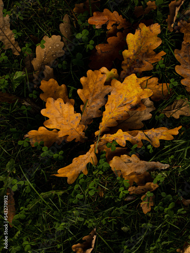 fallen autumn leaves