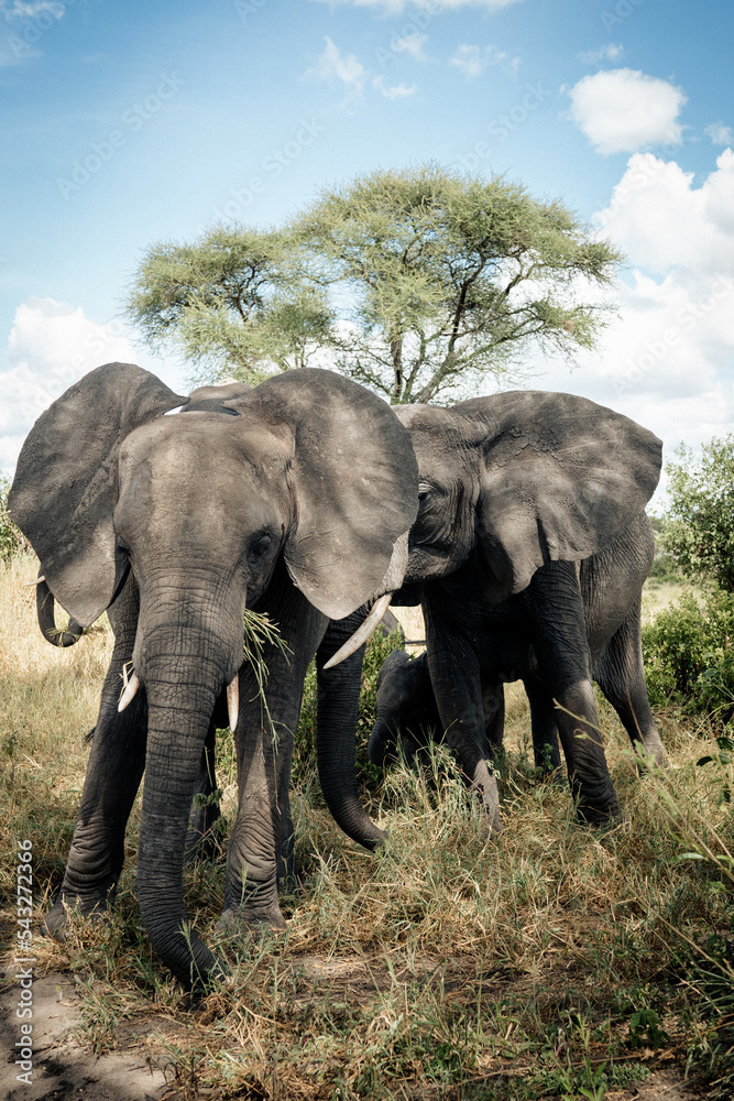 Fototapeta premium African Elephant Tanzania
