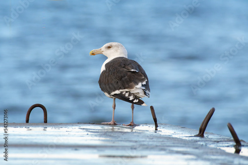 Great black-backed gull (Larus marinus) photo