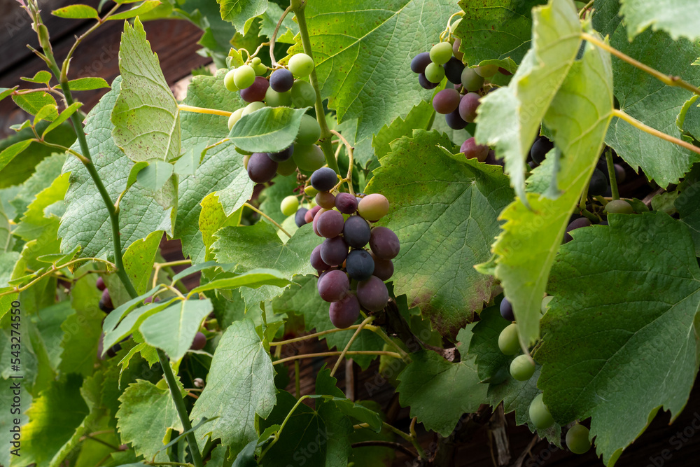 Red grapes are hanging on vines. Ripe sweet fruits cultivated in a German garden. Natural food in organic quality is growing during the summer season. Lush green foliage is visible.