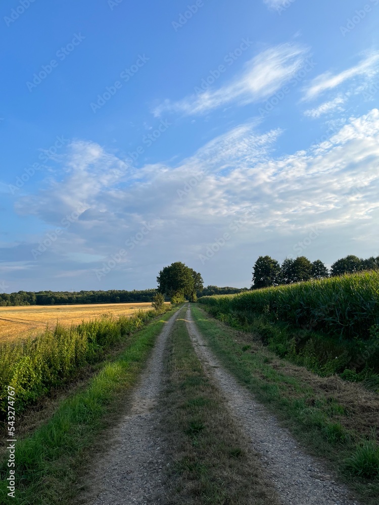 ground road in the fields, rural fields