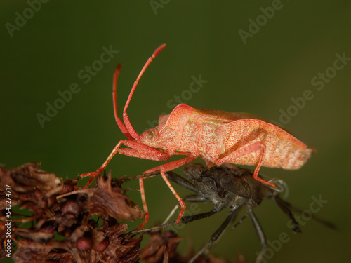 Closeup on a fresh pale colored metamorphosed adult Dock bug,Coreus marginatus photo