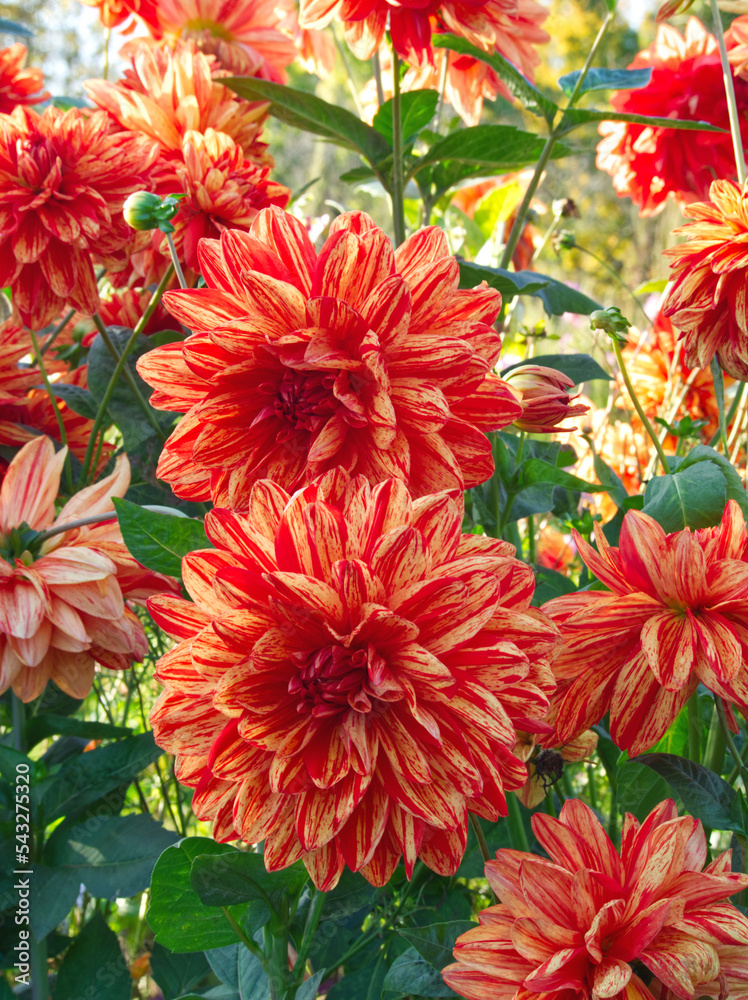 Vibrant red dahlia flowers on green field background. Bouquet of red daisy flower. Red chrysanthemum on green leaves. Summer garden background. Autumn green filed landscape. Flowers growing on meadow.