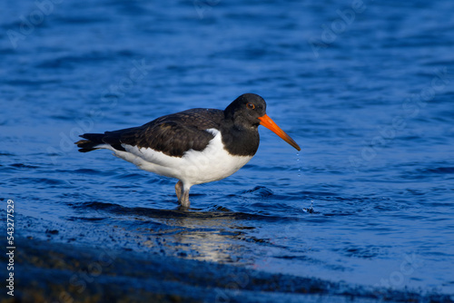 Eurasian oystercatcher (Haematopus ostralegus) photo