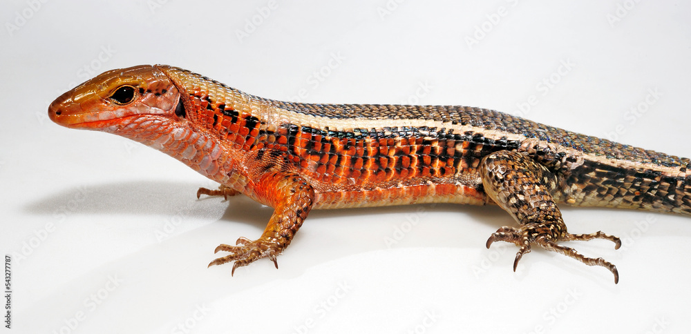 Naklejka premium Western Girdled Lizard // Breitschwanz-Ringelschildechse (Zonosaurus laticaudatus)