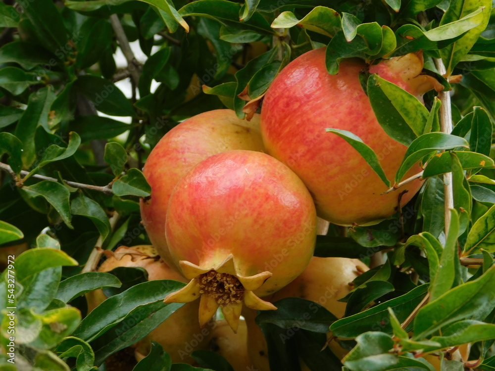 Pomegranate or Punica granatum, ripe fruit, in Attica, Greece