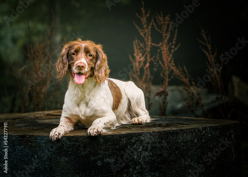 English Springer Spaniel