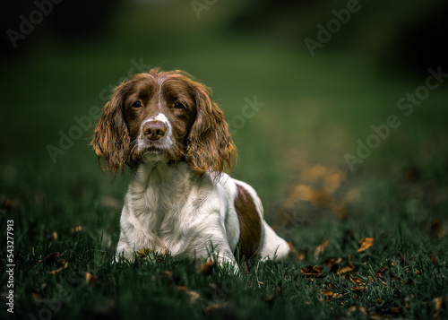 Obraz na płótnie English Springer Spaniel