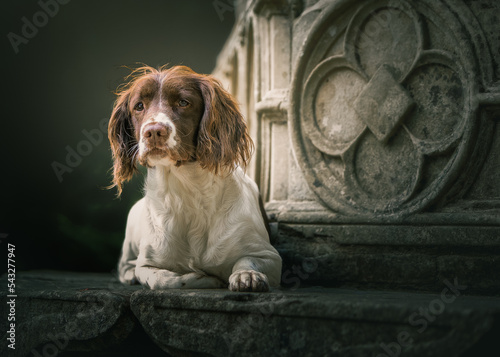 Obraz na płótnie English Springer Spaniel