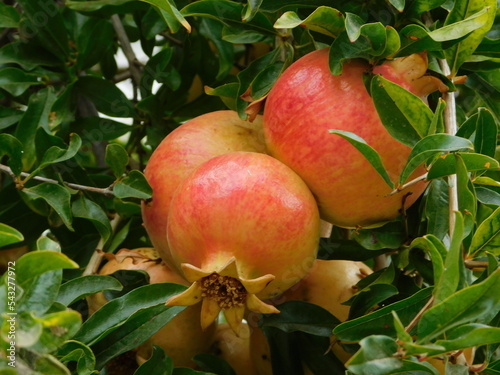 Pomegranate or Punica granatum, ripe fruit, in Attica, Greece