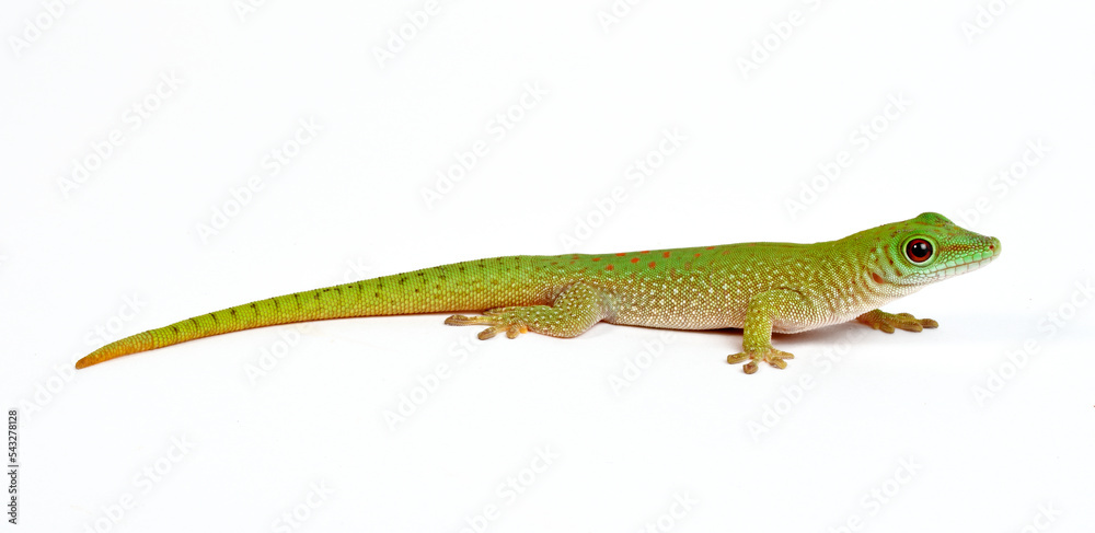 Fototapeta premium Kochs Madagaskar-Taggecko // Koch's giant day gecko (Phelsuma madagascariensis kochi) 