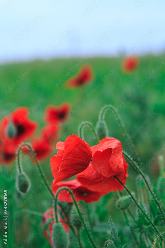 Obraz premium Red poppy flowers in a meadow. Wild red poppy flowers in the wild