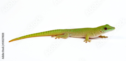 Kochs Madagaskar-Taggecko // Koch's giant day gecko (Phelsuma madagascariensis kochi) 