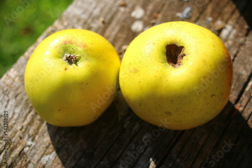jabłoń kosztela jabłko