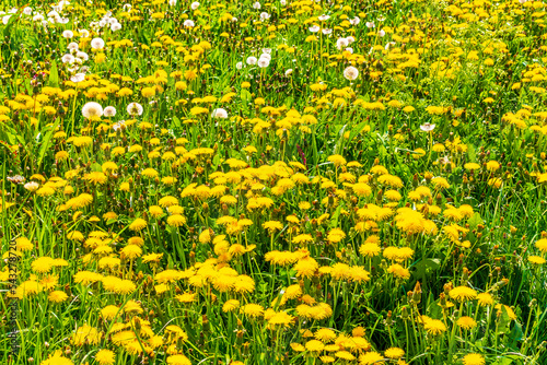 Beautiful yellow dandelion flower blowflower flowers on green meadow Germany.