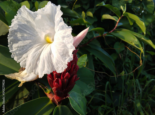 close up shot of a white flower of the Malay ginger aka costus speciosus with dark green leaves photo