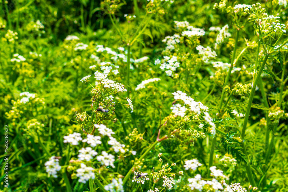 Beautiful meadow chervil meadow flower flowers on green background Germany. Beautiful meadow chervil meadow flower flowers on green background Germany.