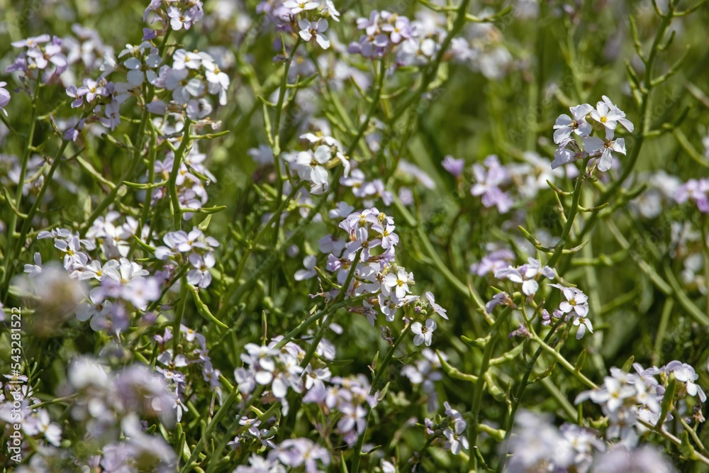 Pink mustard, Erucaria hispanica Pink mustard, Erucaria hispanica