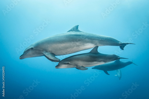 Dolphins in blue