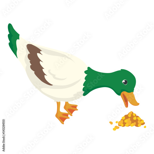 cute duck eating