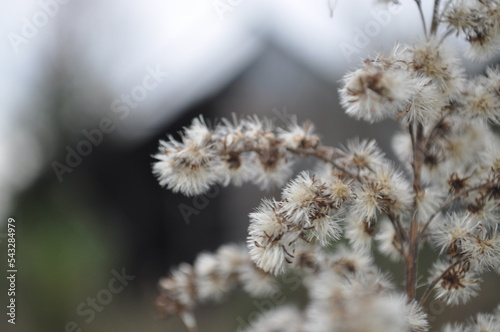 White weed branch covers abandoned building