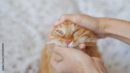 Woman is stroking ginger cat. Fluffy pet is purring of pleasure. Cozy home with cute and affectionate animal. photo