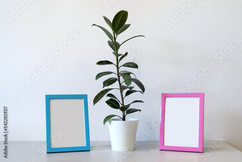 Mock up minimalist home interior with empty blue and pink photo frames and potted green house plant © kargona
