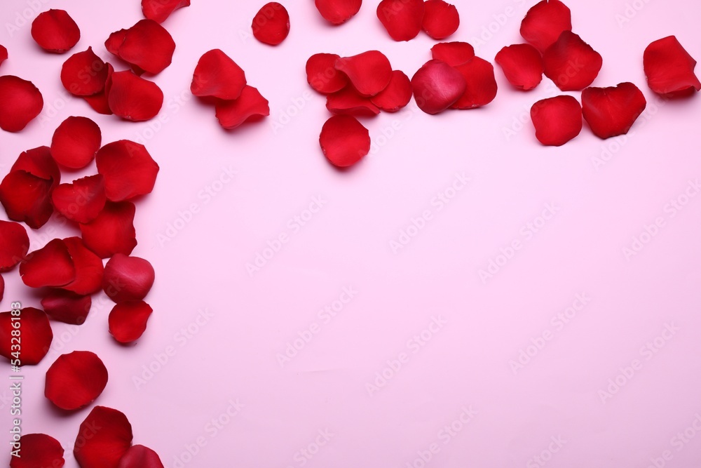 Beautiful red rose flower petals on pink background, flat lay. Space for text