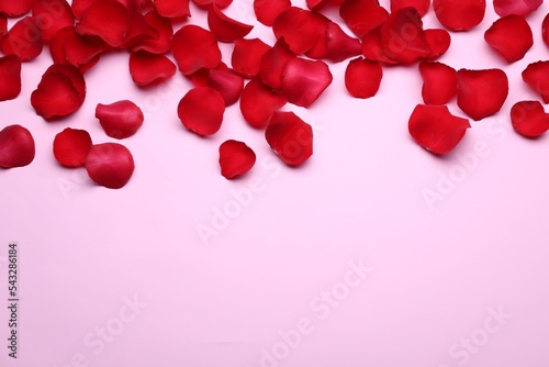 Beautiful red rose flower petals on pink background, flat lay. Space for text