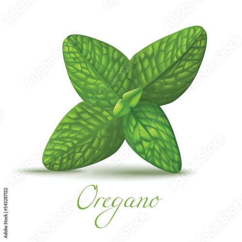 Oregano Leaves in Realistic Style