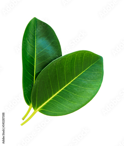 two green ficus leaves isolated on white background