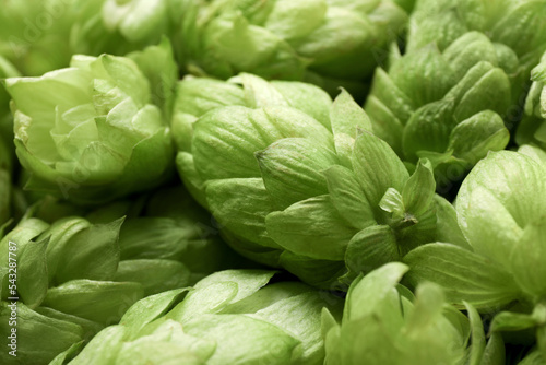 Fresh ripe green hops as background, closeup