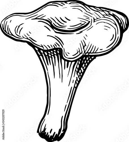 Chanterelle mushroom ink sketch.