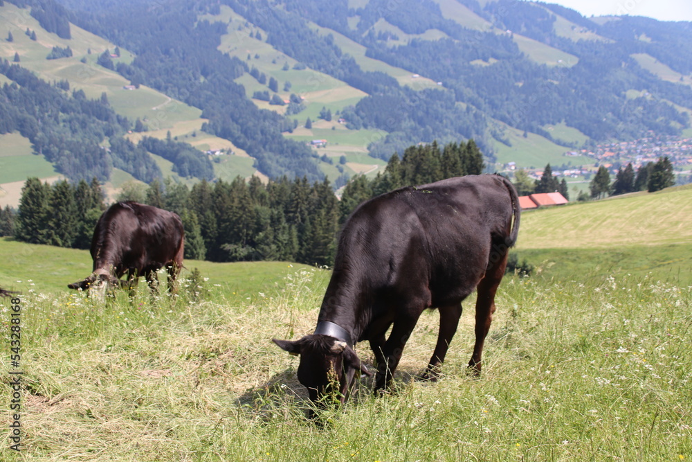 Kühe, Allgäu, Sommer, Panorama , Alpen, Blumen, Hündle, Imberg Kühe, Allgäu, Sommer, Panorama , Alpen, Blumen, Hündle, Imberg