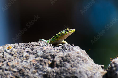 Lagartija verde sobre roca, reptil pequeño de colores verdosos. Close- up de reptil pequeño