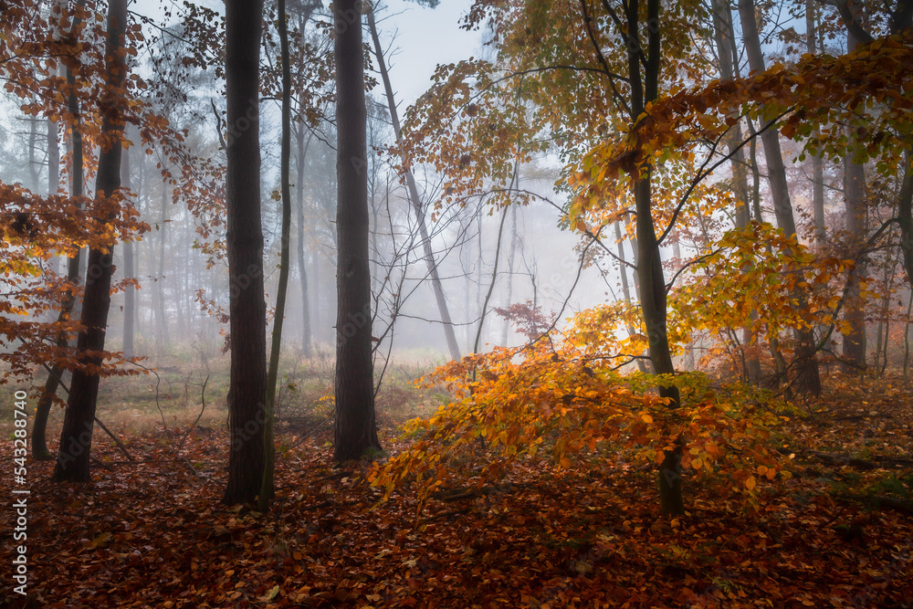 Autumn in the forest