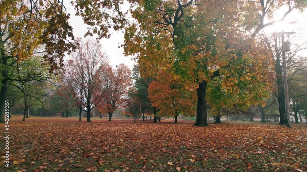 Moving shot towards public park full of trees, fog, leaves falling, and nature during autumn and fall Moving shot towards public park full of trees, fog, leaves falling, and nature during autumn and fall