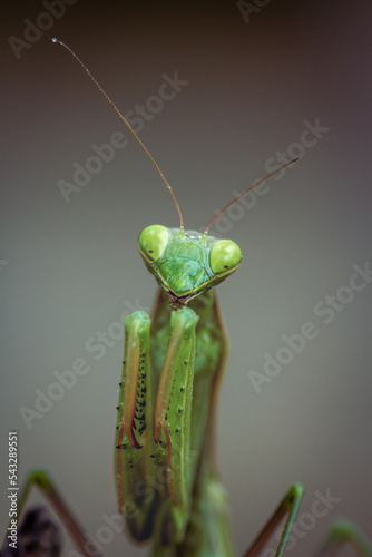 Close-up green praying mantis on uniform background © Csar