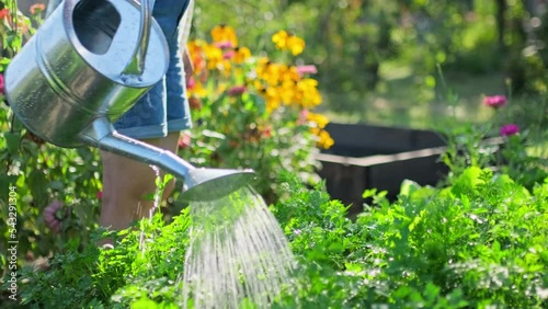 Woman watering a garden bed with watering can