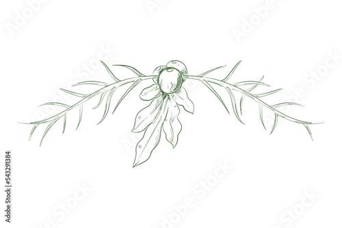 mistletoe silhouette vector