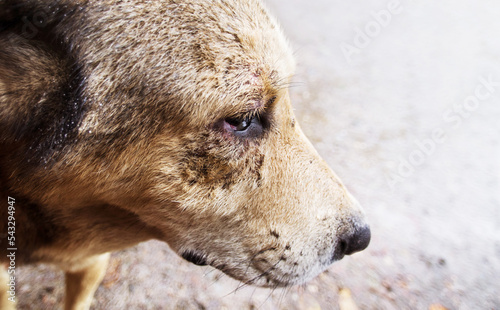 Close-up portrait of a sad lonely dog       with bloody wounds on his face outdoors  copy space. Homeless sick animals