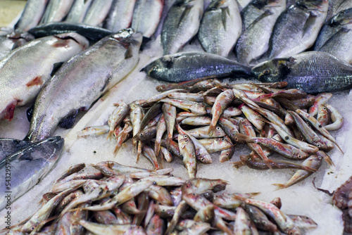 Fresh fish on the market stall photo