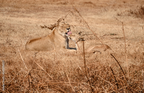 Her Highness and the future King of Jungle, South Africa. photo